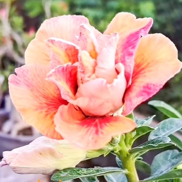 Несколько сортов адениумов из Индонезии Несколько сортов адениумов из Индонезии