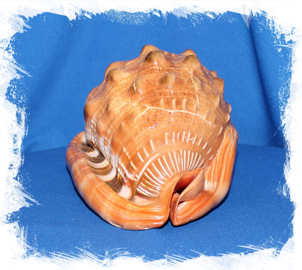 Ципрекассис