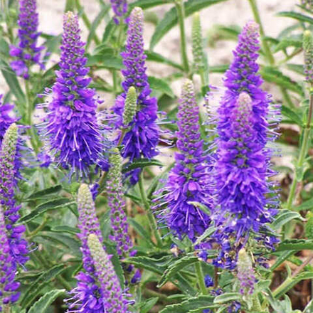 Вероника Юник Беби Блю С2