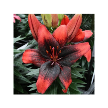 Лилия Тайни Шэдоу Генетически Низкорослая До 45 См