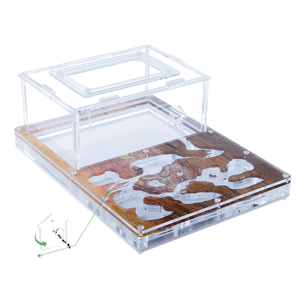 Antrum L дерево + муравьи Camponotus parius