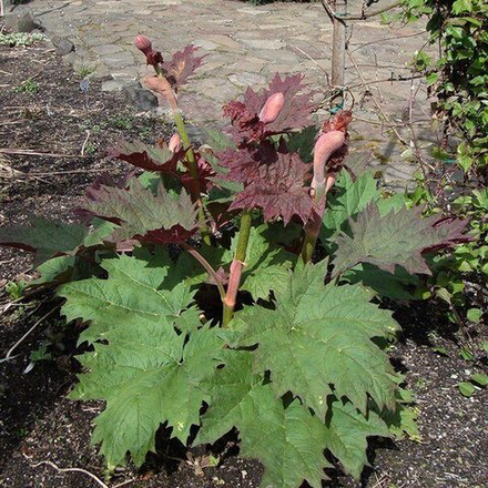 Ревень тангутский