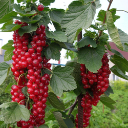 Смородина Голландская Красная сладкая