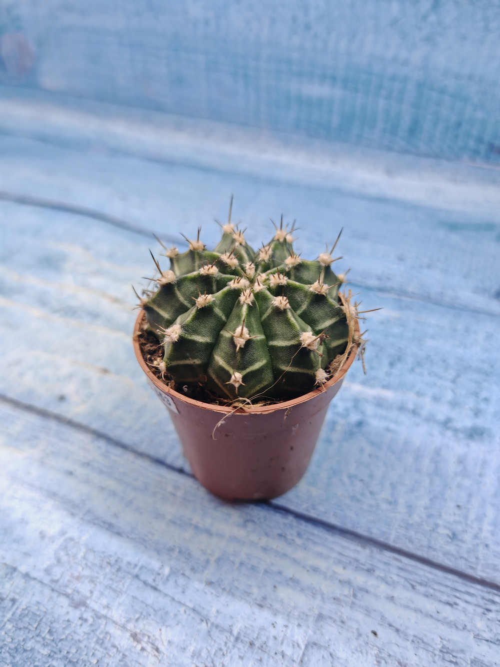 Gymnocalycium Friedrichii (Гимнокалициум)