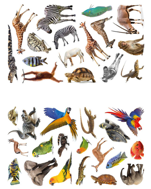 Книга С НАКЛЕЙКАМИ Фотонаклейки. В Африке (МС14564)