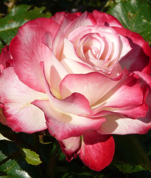 Роза Юбилей Принца Монако С4 Закупка М16 июнь 2026