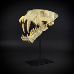 Homotherium на стойке