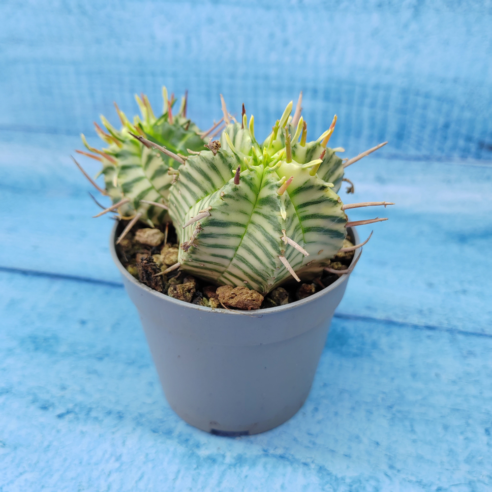 Euphorbia meloformis f. Variegated (Эуфорбия вариегатная)