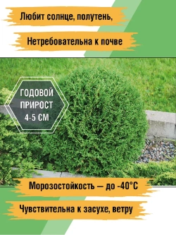 Саженец Туя западная Тини Тим