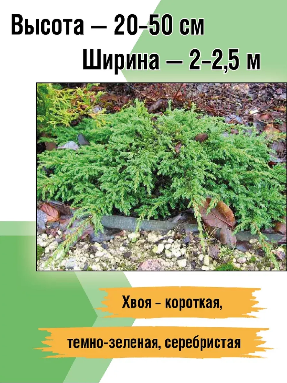 Можжевельник Репанда саженцы хвойных деревьев