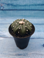 Astrophytum Asterias (Астрофитум)
