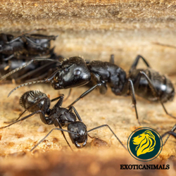 Муравьи Camponotus vagus (Чёрный муравей-древоточец)