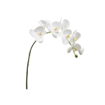 Орхидея белая