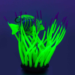 Gloxy декорация флуорисцентная "Рыба хирург в анемоне" зеленая 11х8х12см