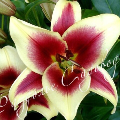 Лилия ОТ- гибрид Флавия (горшок 1.2 л)