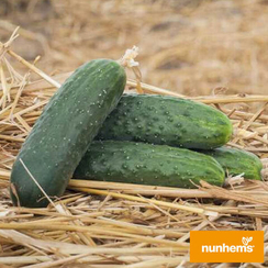 АНТИСИПАТОР F1 семена огурца (Nunhems | Alexagro)