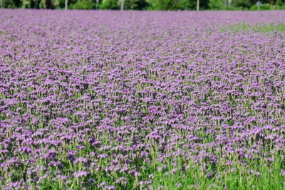 Фацелия, кг