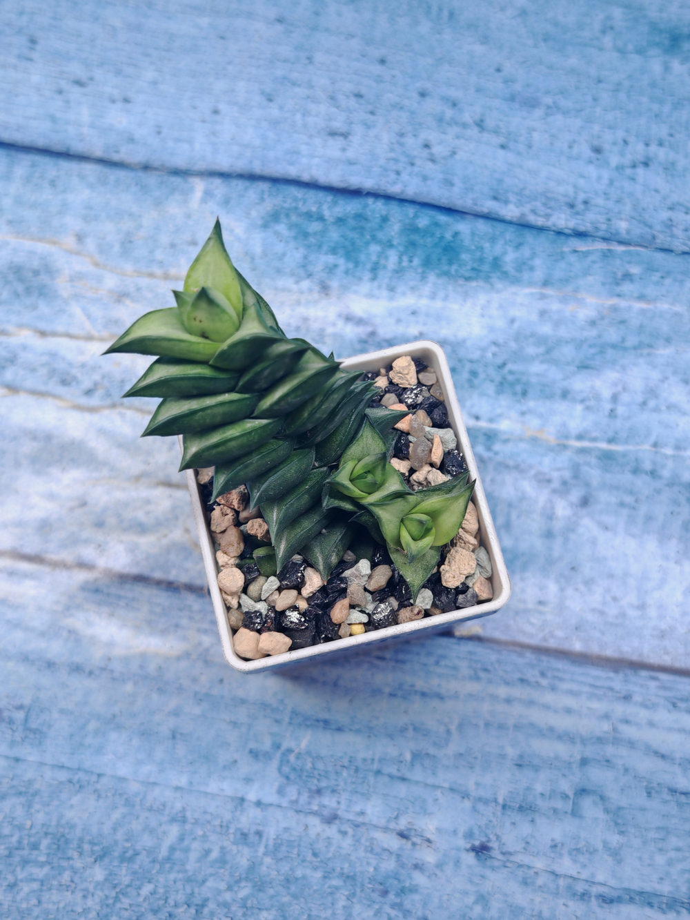 Astroloba Spiralis (Астролоба)