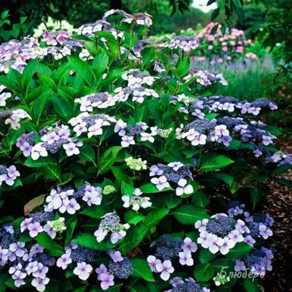 Bluebird/Блюберд,  (Стандарт поставки Р9)2025г.