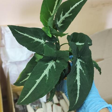 Сингониум (14) WENDLANDII