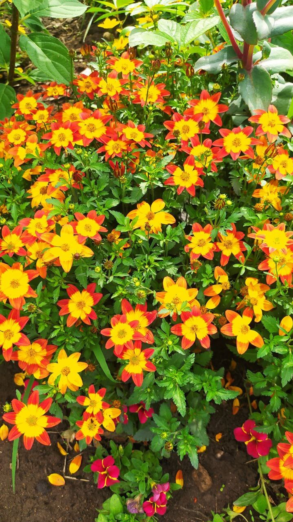 Ч2 Биденс Вlazing fire