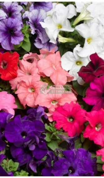 Петуния TRITUNIA MIX – фото 1