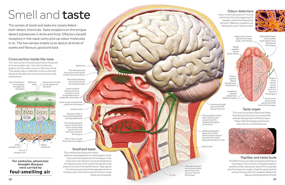 Human Body (DK Eyewitness)