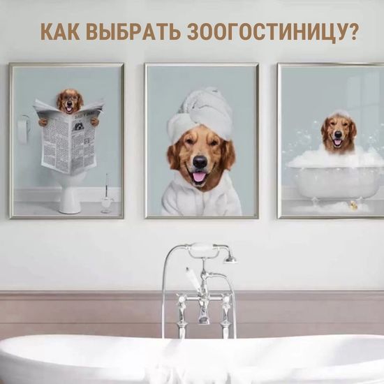 Как выбрать зоогостиницу?