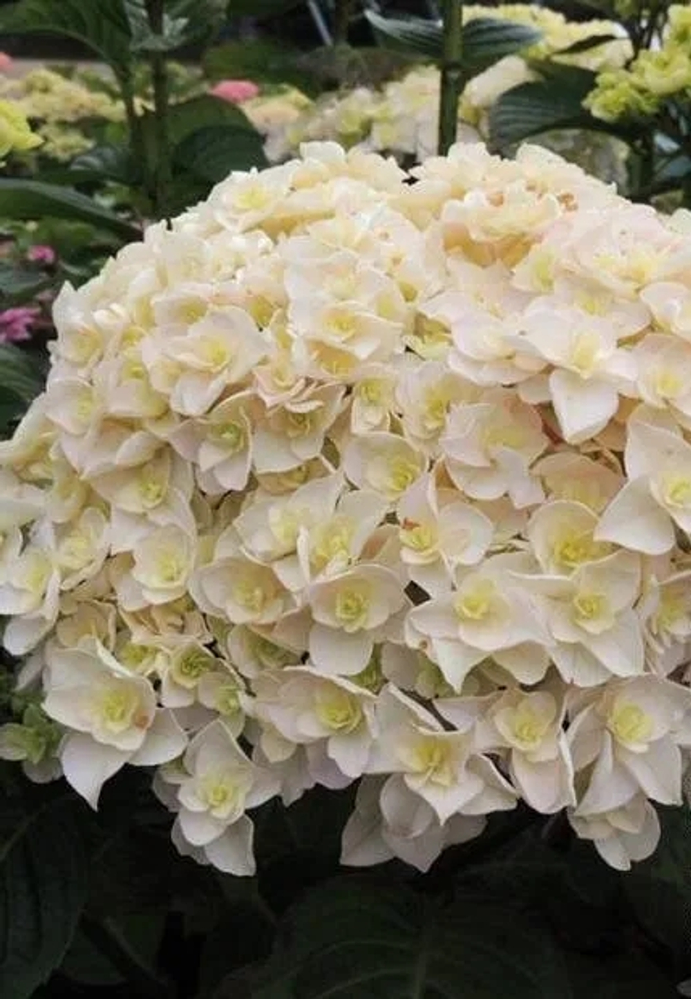 KAZAN/КАЗАН (Стандарт поставки Р9)2025г.