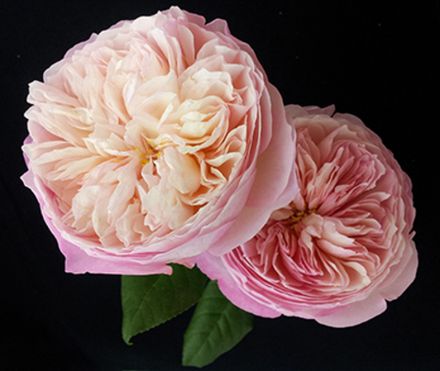 Констанция