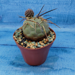 Tephrocactus Geometricus (Тефрокактус)