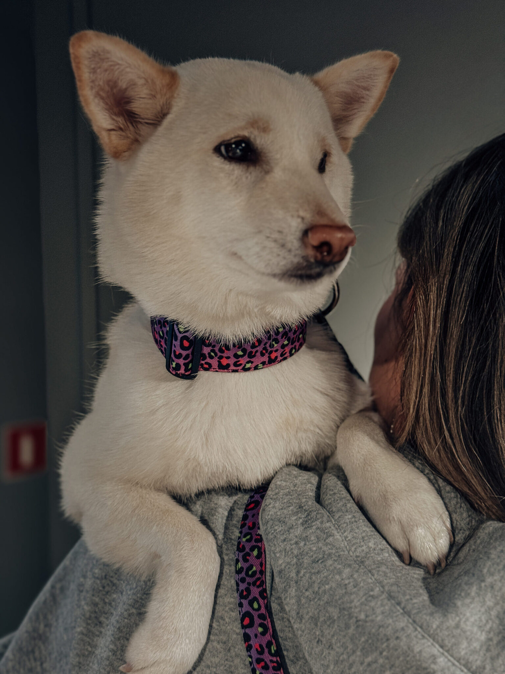 Ошейник Леофанк