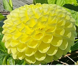 Георгин Полвентон Суприм (Polventon Supreme)