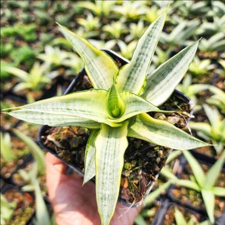 Сансевиерия GABRIELLA YELLOW VAR