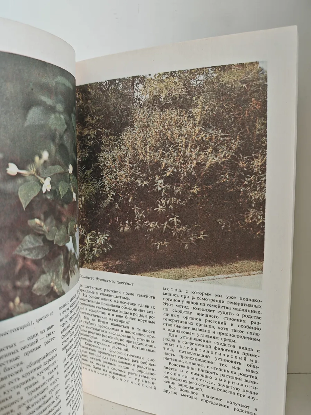 Занимательная дендрология