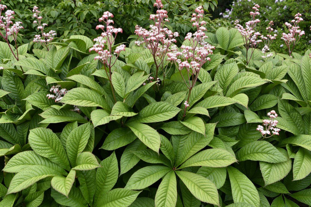 Роджерсия конскокаштанолистная. Rodgersia aesculifolia.