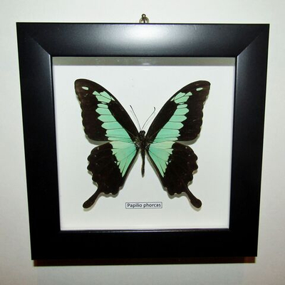 Бабочка Papilio phorcas самец в рамке
