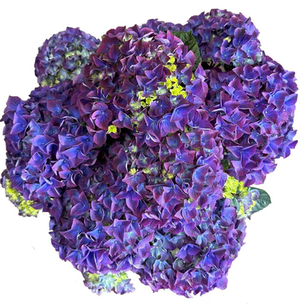 Vox Marine Purpl (Вокс Марин Парпл) Р14 Европа 2026