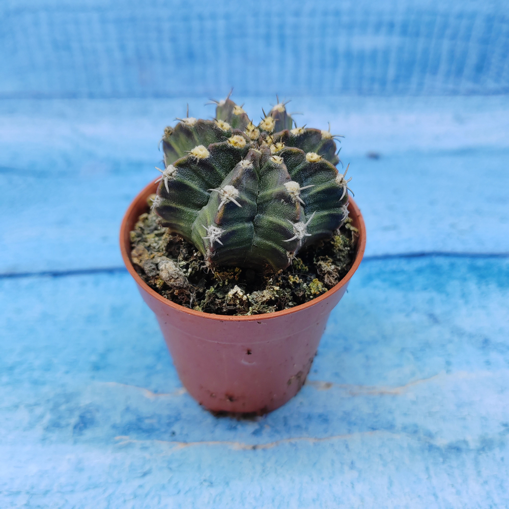 Gymnocalycium Friedrichii (Гимнокалициум)