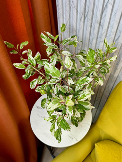 Гибискус Снежная Королева на фитиле, D17см Н40см, 1шт, Urban Jungle (7143)
