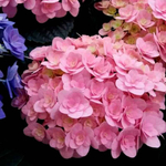 «Флорентина пинк» «Florentina pink» С3