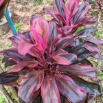 Кордилина RATCHAPRUEK