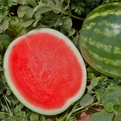 Фасинейшен F1 семена арбуза (Syngenta / Сингента)