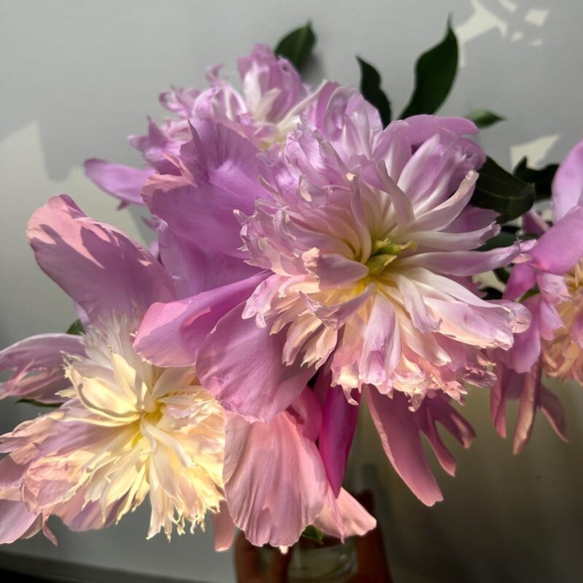 🌸♛ Месье Жюль Эли (Monsieur Jules Elie) — букет ароматных пионов — 8 марта у Феи