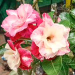 Адениум обесум 343