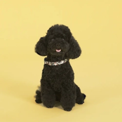 United pets complete me ошейник для собак, l 43-73/2,5 см, разноцветный рисунок
