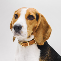 Ошейник «Пони-макарони» HuntingPony