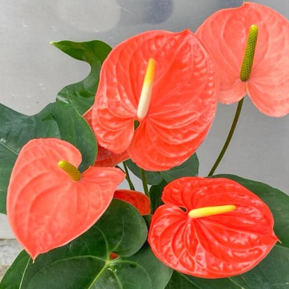 Антуриум Андрэ NEBRASKA