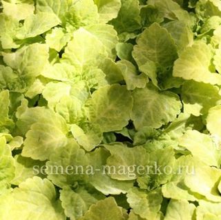 Колеус  гибридный Фаервей Еллоу F1  100 семян