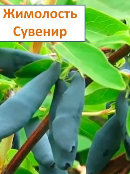 Жимолость плодовая Сувенир
